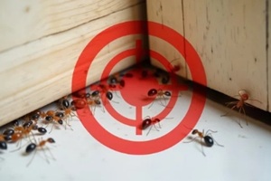 indoor pest control concept