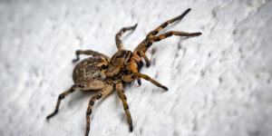 spider on a white wall