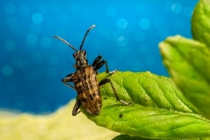 summer bug beetle on leaf in Massachusetts 