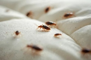 close-up of bed bugs crawling on mattress