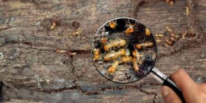 termite workers, Small termites, Work termites walk in the nest