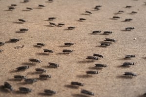 A Lot of Insects on Concrete Surface in Massachusetts home