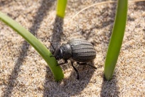 Black Beetle on Sand in Pot
