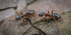 Brown Ants on Floor One of the Most Common pests in MA
