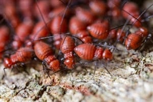Group of Termites Crawling on Terrain