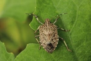 Summer Bug on Green Leaf