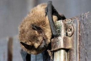MA Bat Entering Room Through Door Latch