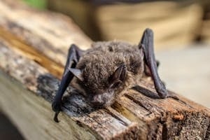 Bat Sitting on Wood
