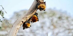 Black Brown Bats Hanging on Branch in Massachusetts