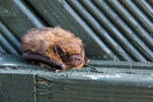 Brown Bat Sitting on Wood Surface Near Vents in Door