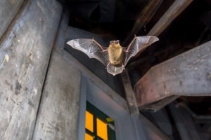 Bat Flying Inside an Old Building