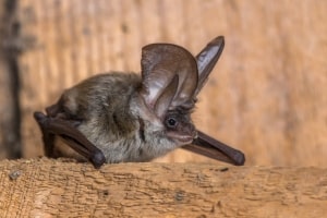 Grey Long Eared Bat Sitting on Wood