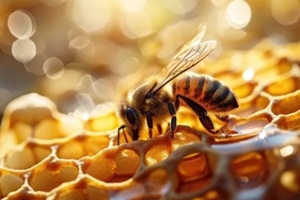 bee on a honeycomb