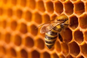 bee on honeycomb
