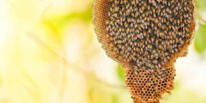 honeycomb on tree nature and swarm honey bee on comb beehive