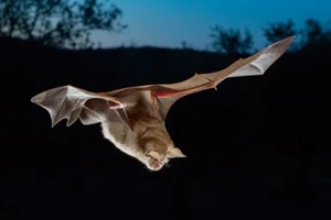 greater horseshoe bats flying night halloween