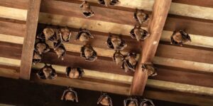 lesser dog-faced fruit bat