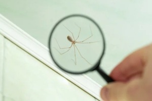 long-legs spider under a magnifying glass on a ceiling plinth in a house