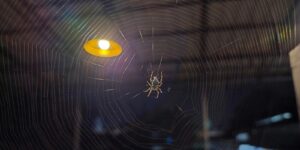 spiders are making webs at home at night