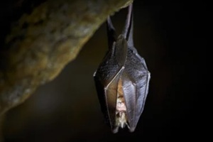 lesser horseshoe bat hanging in a cave