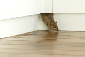 ship rat (rattus rattus) emerges from unseen crevice on to a wooden floor in house interior