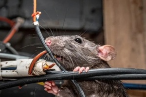 mouse cutting a wire