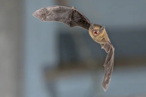 bat flying on a blurred background