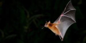 bat, greater shortnosed fruit bat flying at night