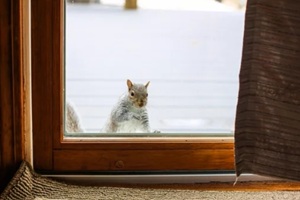 squirrel looking inside home through slider door