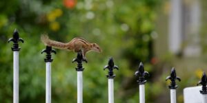 squirrel on fence