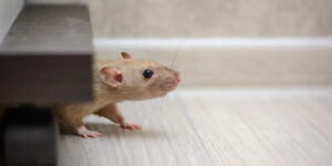 cute brown rat dumbo walking and sniffing around the house or apartment - mice removal