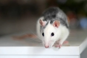 white domestic rat sitting on white surface indoors