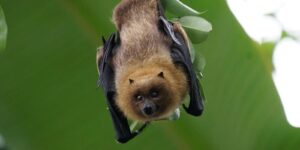 bat hanging in the tree