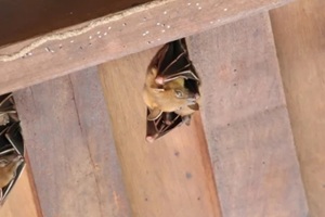 bat hanging on a home roof
