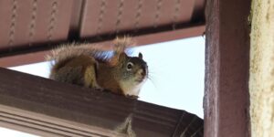 closeup of a squirrel ontop of an eavestrough - squirrel removal