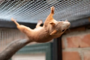 red squirell (Sciurus vulgaris) play in cage home pet squirell 