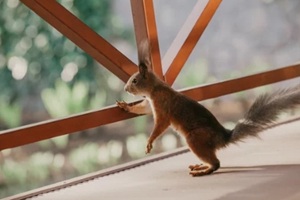 red squirrel rests front paw on wooden beam