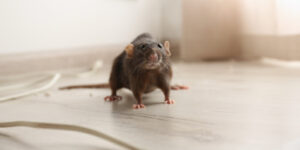 brown rat on floor indoors