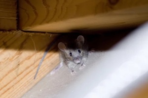 hiding house mouse