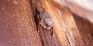 bat hanging on old brown plank wood wall near roof house closeup background