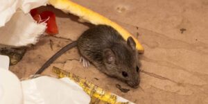 house mouse (Mus musculus) among the garbage
