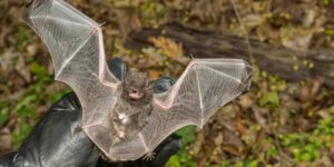 an animal control officer inspecting the wings of a Silver-haired bat for injury