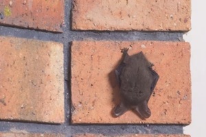 Bats in the wall