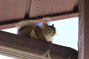 closeup of a squirrel ontop of an eavestrough