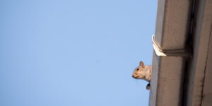 squirrel looking from the gutters