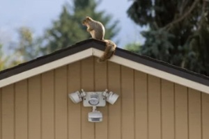 squirrel on roof